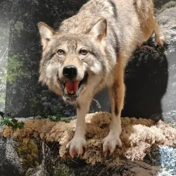 Kuopio Museum - Kuopio