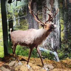 Kuopio Museum - Kuopio