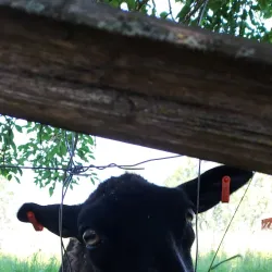 Laitila Museum - Laitila