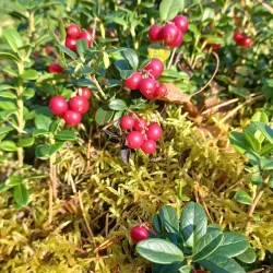 Laitila Nature Trail - Laitila