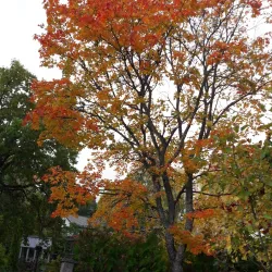 Laitila Old Town - Laitila