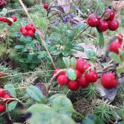 Laitila Old Town - Laitila