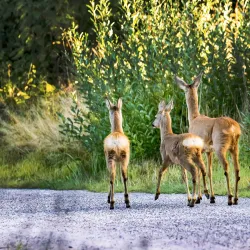 Keskuspuisto Park - Lapua
