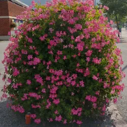 Lieksa Market Square - Lieksa