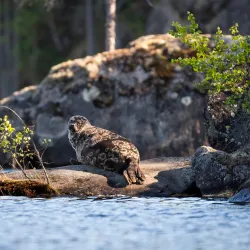 Lake Saimaa - Mikkeli