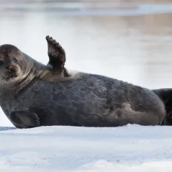 Lake Saimaa - Mikkeli