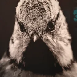 Mikkeli Art Museum - Mikkeli