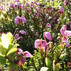 Aurora Borealis Viewing Spots - Muonio