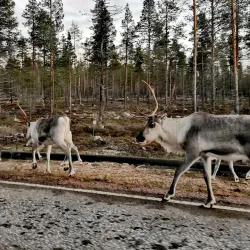 Muonio Church - Muonio
