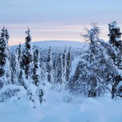 Pallas-Yllästunturi National Park - Muonio