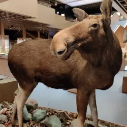 Pori Museum of Local History - Pori