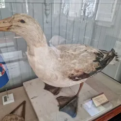 Rauma Maritime Museum - Rauma