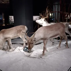 Arktikum Science Museum and Arctic Centre - Rovaniemi