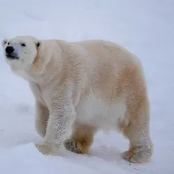 Ranua Wildlife Park - Rovaniemi