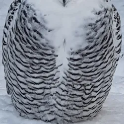 Ranua Wildlife Park - Rovaniemi