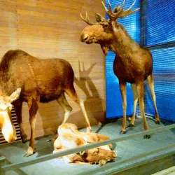 Lusto – The Finnish Forest Museum - Savonlinna