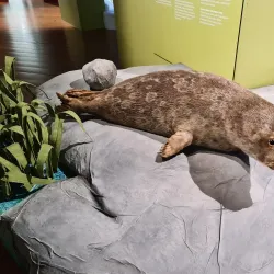 Savonlinna Provincial Museum - Savonlinna