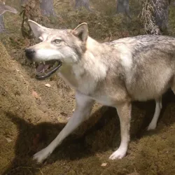 Vapriikki Museum Centre - Tampere