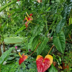 Turku Botanical Garden - Turku