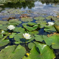 Turku Botanical Garden - Turku
