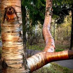 Hakunilan Arboretum - Vantaa