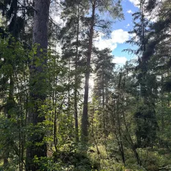 Hakunilan Arboretum - Vantaa