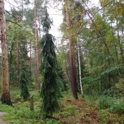 Hakunilan Arboretum - Vantaa