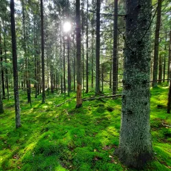 Sipoonkorpi National Park - Vantaa