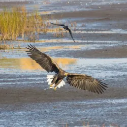 Hyljelahti Nature Reserve - Virolahti