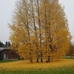 Ylivieska Church - Ylivieska