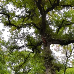Bois de l'Île Saint-Martin - Acheres