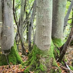 Bois de l'Île Saint-Martin - Acheres