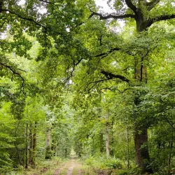 Bois de l'Île Saint-Martin - Acheres