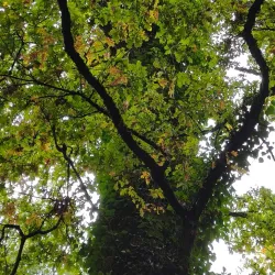 Bois de l'Île Saint-Martin - Acheres