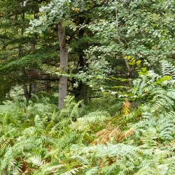 Bois de l'Île Saint-Martin - Acheres