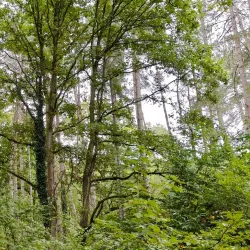 Bois de l'Île Saint-Martin - Acheres