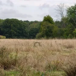 Bois de l'Île Saint-Martin - Acheres