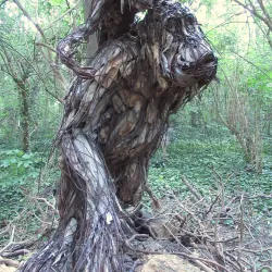 Île Nancy - Acheres