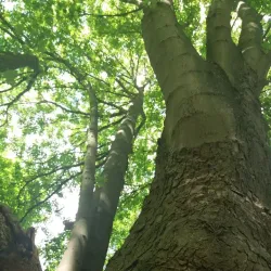 Île Nancy - Acheres