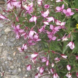 Tarentaise Valley - Albertville