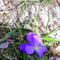 Tarentaise Valley - Albertville