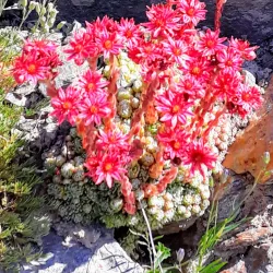 Tarentaise Valley - Albertville