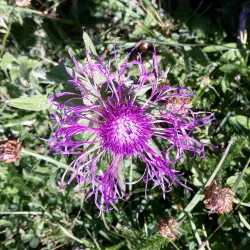 Tarentaise Valley - Albertville