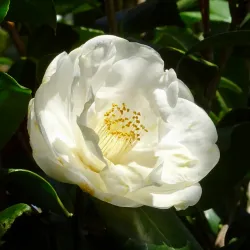 Jardin de la Fonderie - Alès