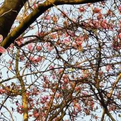 Jardin de la Fonderie - Alès