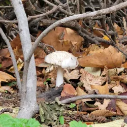 Parc François Billoux - Alès