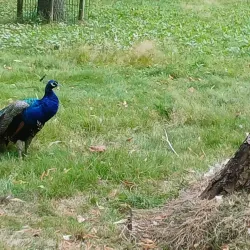 Le Parc des Promenades - Ambert
