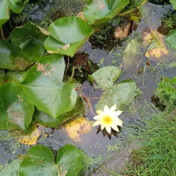 Parc Saint-Pierre - Amiens