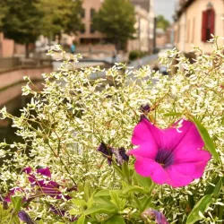 Place du Don - Amiens