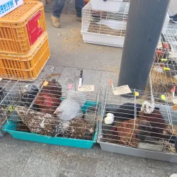 Marché d'Annemasse - Annemasse